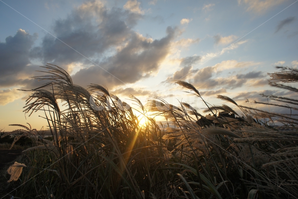 하늘,sky,풍경,landscape,노을,sunset,억새,갈대,식물,plant,감성,역광,숲,forest,제주도,구름,croud,나무,wood,빛,sunshine,몽환,가을,계절,fall,autumn,season,자연,풍경,nature,landscape,식물,plants,grass,잔디,lawn