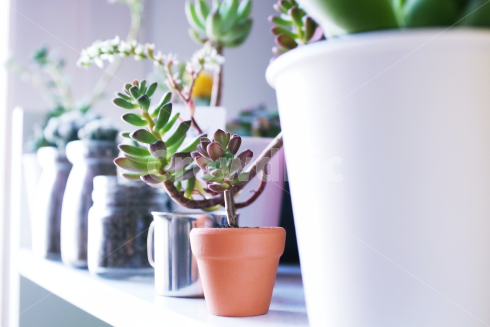 다육이,식물,초록,봄,대비,미니,비교,실내용화초,화분,화초,house plant