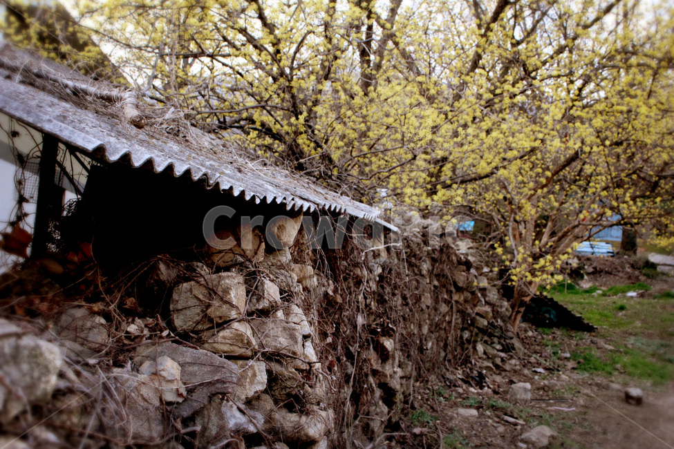 봄,산수유,꽃,나들이,힐링,봄,계절,spring,season,건축물,건물외관,exterior,building,structure,architecture,construction,nature,자연,outdoors,옥외,건물,rural,농촌,hut,오두막,shack,오두막집