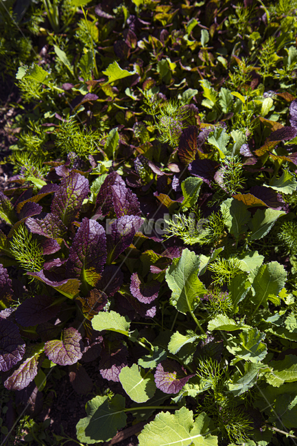 화분,야채,농장,유기농,농부,재배,식물원,꽃,식물,plant