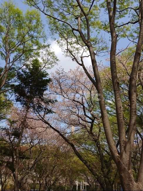 힐링,풍경,나무,숲속나무,피톤치드,숲속