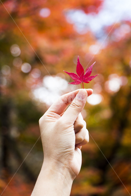 단풍,단풍잎,단풍나무,가을,손,plant,식물,leaf,잎,tree,나무,가을,계절,fall,autumn,season