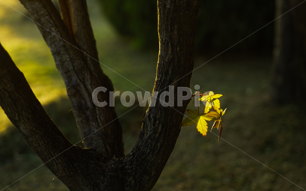 나무,나뭇잎,단풍나무,새싹,햇빛,식물,자연,plants,nature,나무,trees,wood