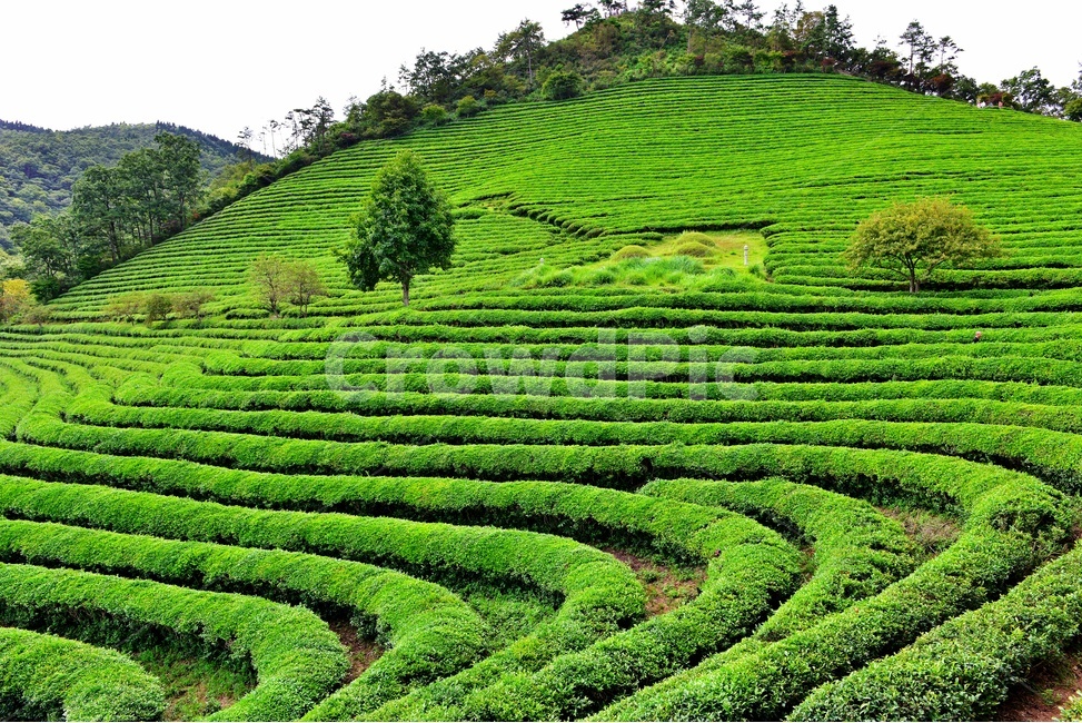 전남,보성,대한다원,녹차밭,녹차잎,연두색,차밭,outdoors,옥외,nature,자연,초록,green,여름,계절,자연,풍경,nature,landscape,한국자연풍경,한국자연경관,korea nature landscape