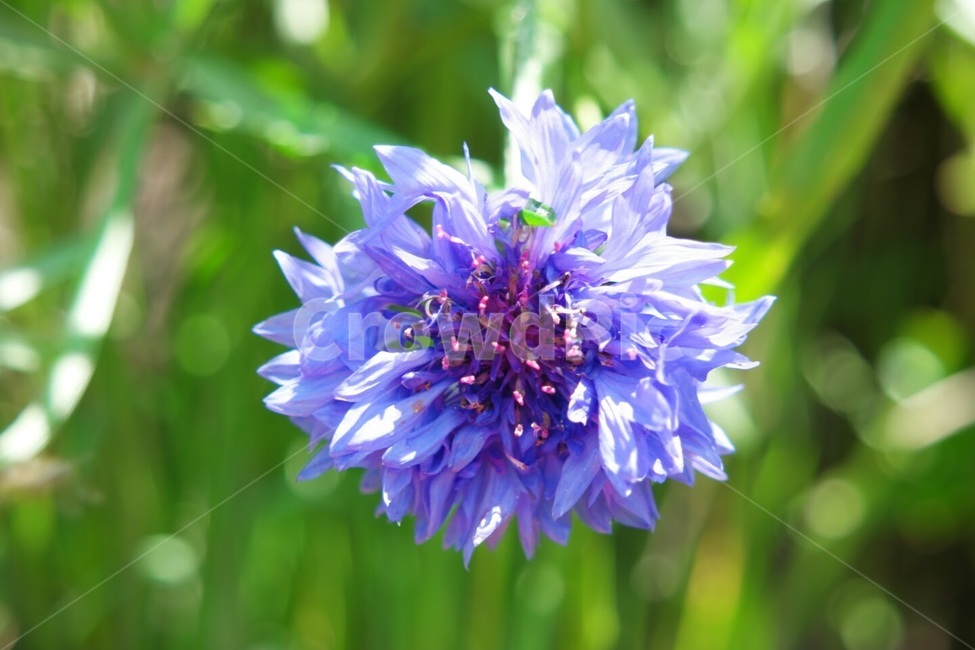 Centrair,plant,cornflower,summer,flower