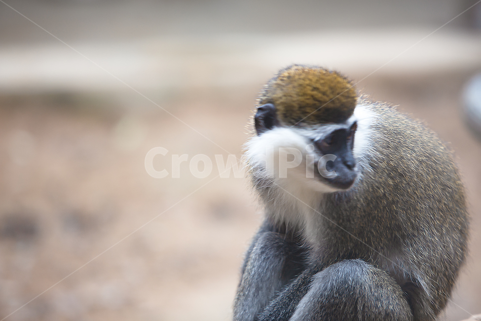 animal,mammal,wildlife,야생생물,monkey,동물,원숭이,동물원,우리,1마리,한마리,포유류,영장류,몽키,유인원,동물,animal,포유류,mammal