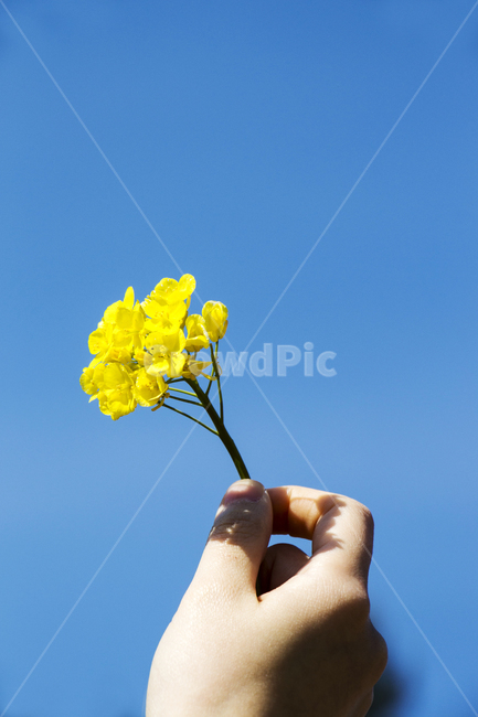 유채,유채꽃,손,하늘,봄,봄꽃,봄,계절,spring,season,finger,손가락