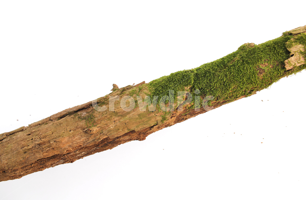 bark,branch,branchesmoss,brown,closeup,detail,dry,green,moss,natural,nature,piece,plant,tree,wood,wooden,이끼,그린,녹색,나뭇가지,오래된,자연,식물,나무,우드,건조한,마른,가지,풀,이끼풀,흰배경,클로즈업,갈색,브라운,나무,trees,wood,누끼,remove background