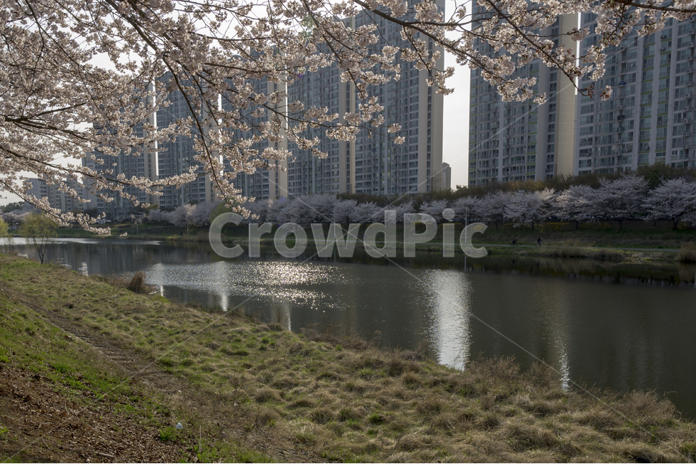 도랑,하천,ditch,벚꽃,cherryblossom,blossom,식물,자연,plants,nature,꽃,flower