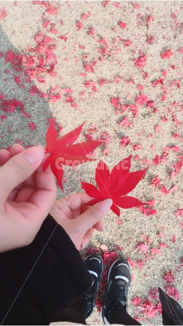 가을,자연풍경,단풍,손,빨강,나무,단풍나무,두손,자연,풍경,계절,식물,발,nature,plants,fall,autumn,가을,계절,fall,autumn,season,연인,커플,사랑,lover,couple,flower,꽃,blossom,petal,꽃잎,plant,leaf,잎