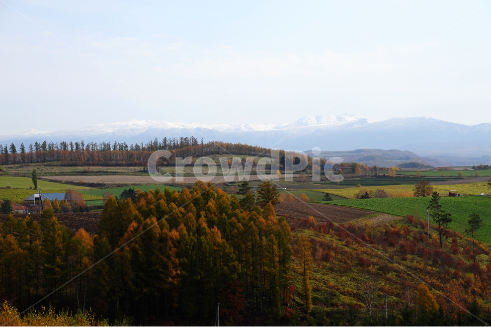 일본,홋카이도,비에이,가을,단풍,설산,눈,초원,자연,풍경,nature,landscape,시골,마을,country,rural,town,해외,외국,세계,foreign,oversea,world,세계자연풍경,해외자연풍경,외국자연풍경,world nature landscape,outdoors,옥외,plant,식물,fir,전나무,abies,아비,tree,나무