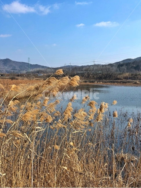 저수지,갈대,갈대숲,plant,식물,reed