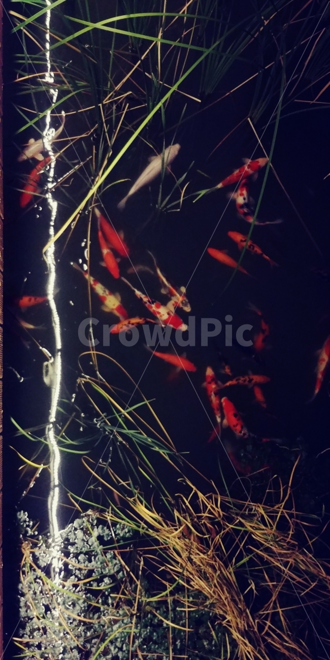 물고기,물,빛,물속,Dark,동물,animal,어류,물고기,fish