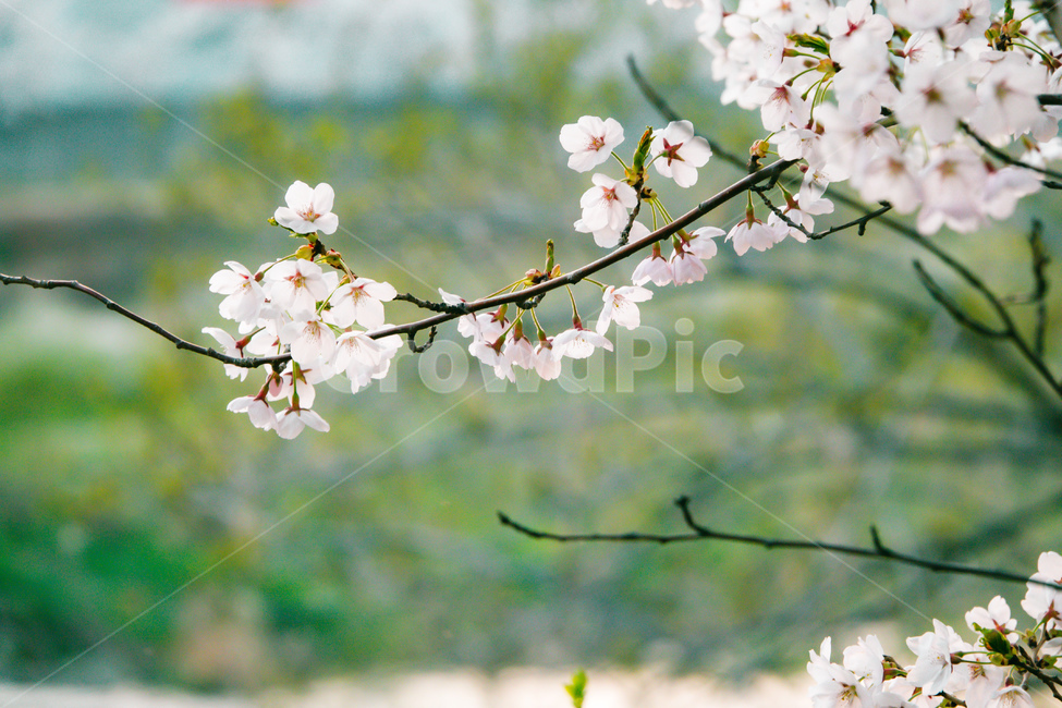 봄꽃,벚꽃,분홍색,분홍,나무,분홍꽃,벚,벚나무,꽃,식물,자연,plants,nature,꽃,flower