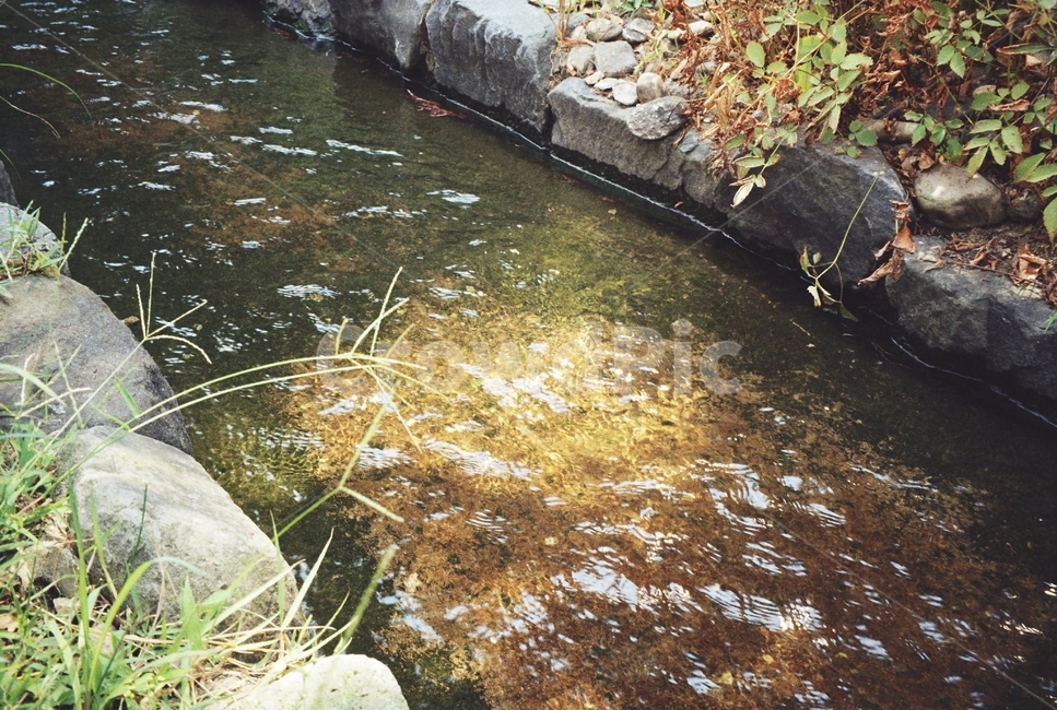물,개울,연남동,자연,힐링,자연,풍경,nature,landscape,water,outdoors,옥외