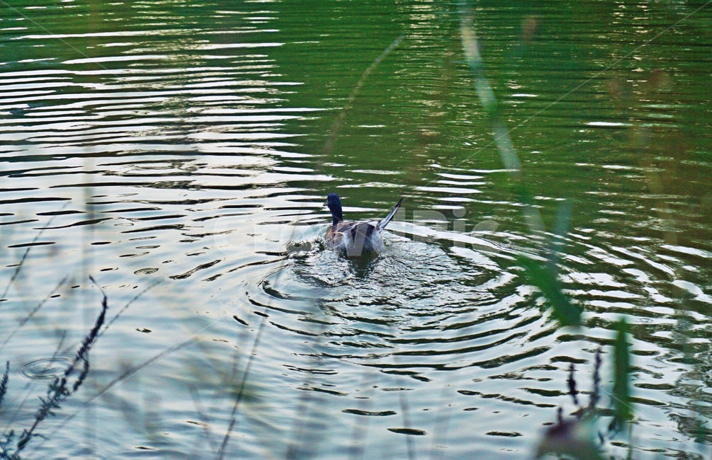 오리,날개짓,연못,호수,duck,새,자연,nature,동물,animal,조류,새,birds