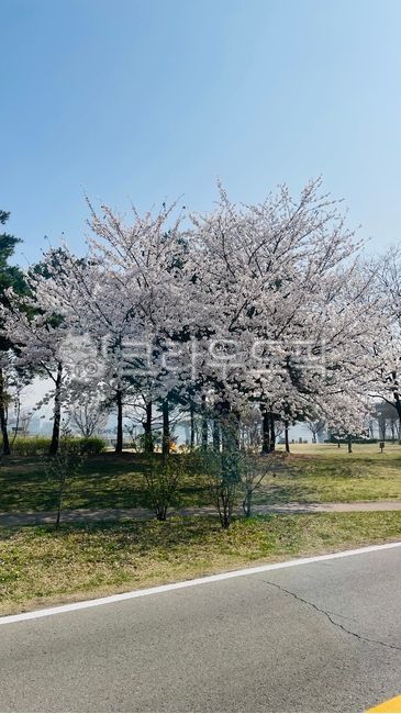 flower,꽃,tree,나무,벚꽃,한강공원,cherryblossom,봄