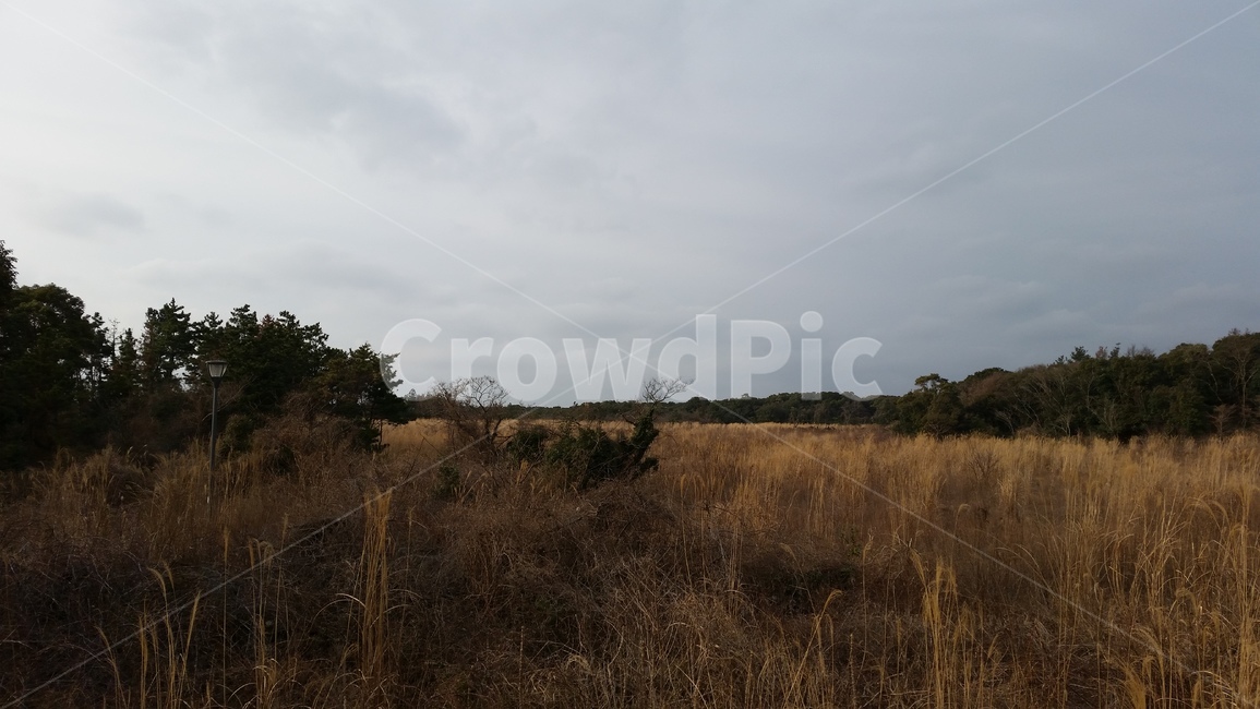 숲,갈대,나무,풀,산길,forest,wood,reed,grass,mountainpath