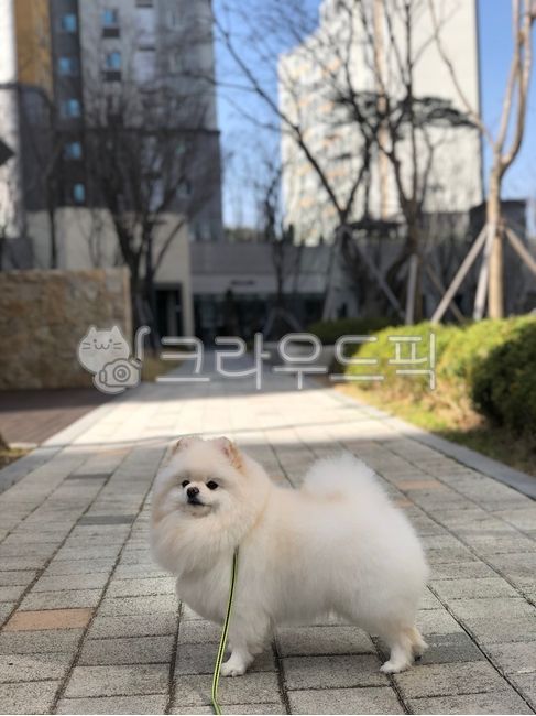 길위에강아지,강아지,포메라니안,포메,화이트포메