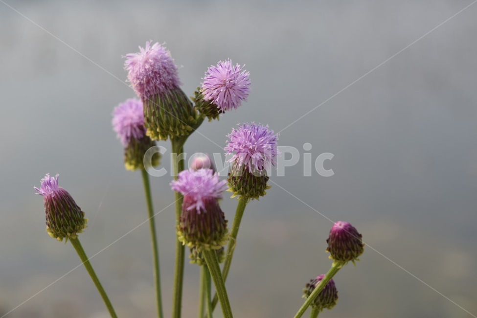 식물,꽃,엉겅퀴,분홍색꽃,야생풀,plant,flower,야생꽃,봄,식물풍경