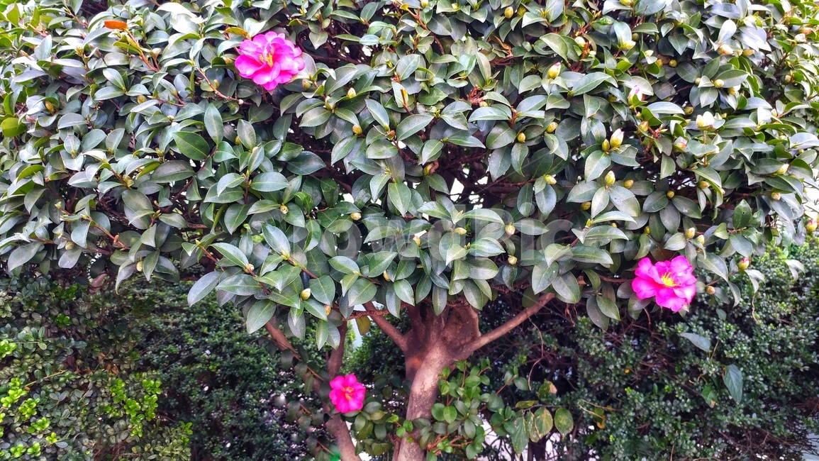 plant,식물,동백꽃,부산꽃,동백