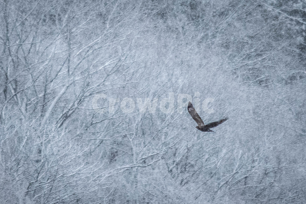 눈,새,비행,겨울,고독,매,눈꽃,수채화,유화,겨울,계절,winter,season,동물,animal,조류,새,birds
