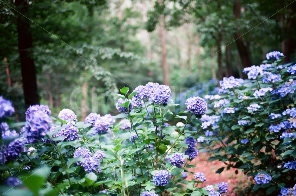 수국,꽃,보라,자연,숲,식물,자연,plants,nature,꽃,flower,감성,sensible,feeling