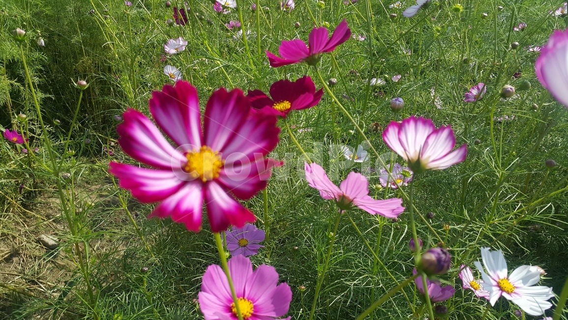 가을,코스모스,식물,꽃,fall,cosmos,flower,자연,식물,자연,plants,nature,꽃,flower