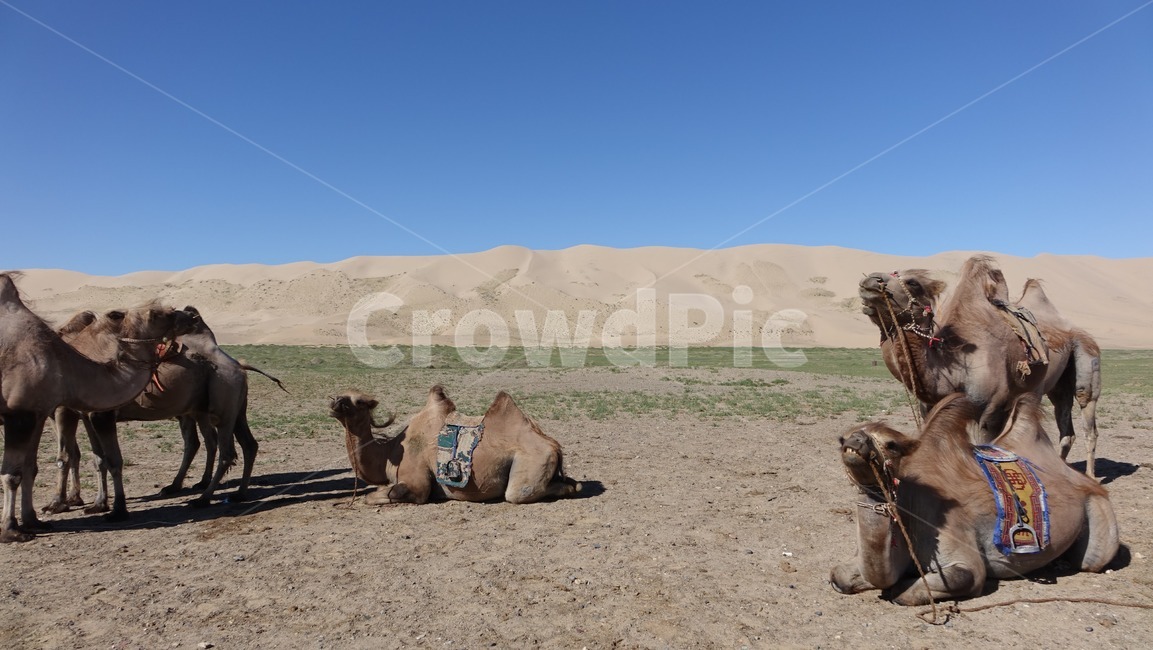 자연,모래,모래언덕,낙타,camel,sand,dune,nature,sky,하늘