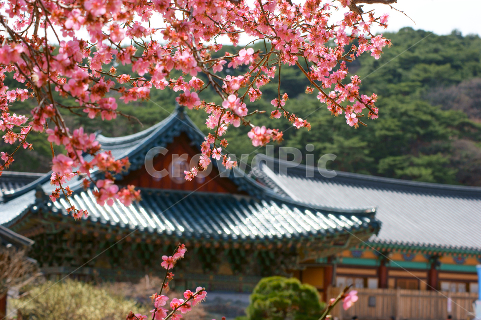 매화,꽃,봄,홍매화,봄꽃,식물,통도사,절,스냅,plant,flower,spring,핑크,분홍,양산,풍경배경,배경,꽃배경,봄,계절,spring,season