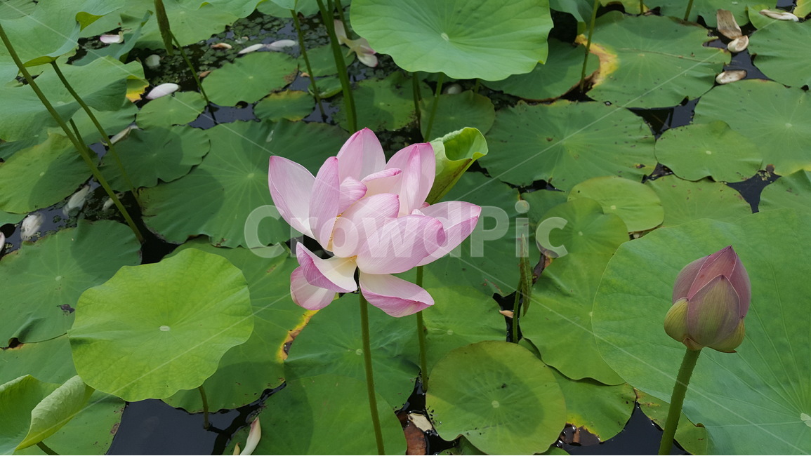 연,lotus,연꽃,꽃,연꽃근접,연꽃접사,flower,식물,plants,자연,nature,연잎,연꽃호수,식물,자연,plants,nature,꽃,flower