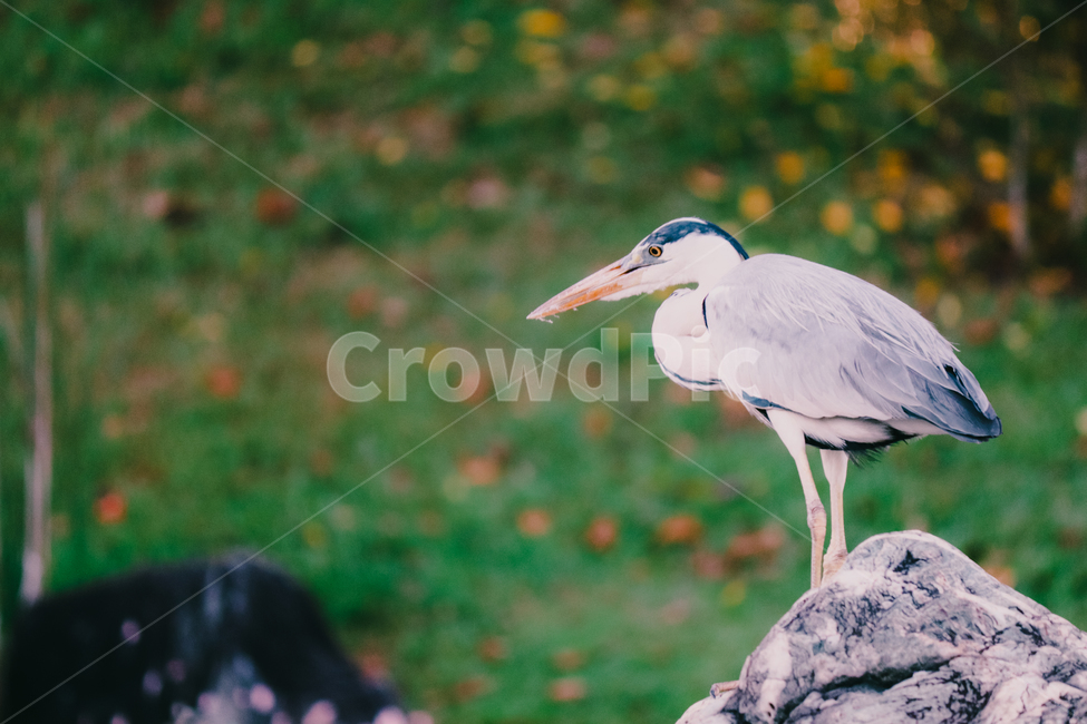 왜가리,새,연못,야생,동물,야생동물,동물,animal,조류,새,birds
