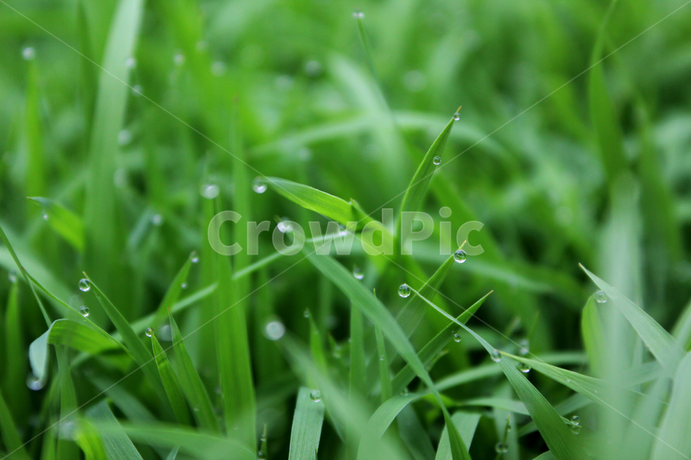 빗방울,wet,clean,closeup,drop,farm,field,fresh,grass,green,greenrice,grow,lawn,meadow,nature,nobody,outdoor,pattern,plant,rain,rice,spring,texture,water,waterdrop,초록색,물,녹색,그린,모,모내기,벼,싹,새싹,풀,잔디,풀밭,이슬,젖은,젖어있는,잔디밭,클로즈업,봄,비오는날,물방울,자연,블러,아웃포커스,포커스아웃,식물,농사,논농사,잎,잎사귀,나뭇잎,풀잎,식물,자연,plants,nature,비,비오는날,rain,rainy