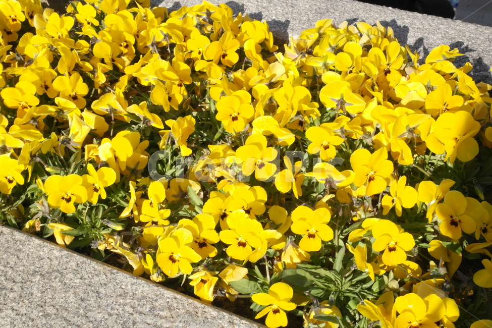 꽃,봄,색감,식물,flower