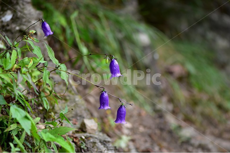 금강초롱꽃,야생화,식물,자연,꽃,생태,힐링,플라워,wildflower,flower,plants,nature,season,감성,느낌,emotion,feeling,여름,여러해살이풀,초롱꽃과,금강초록꽃속,자주색,식물,자연,plants,nature,꽃,flower