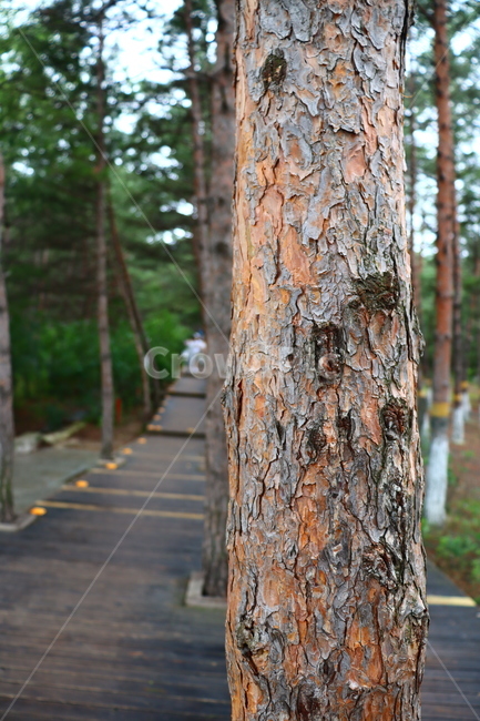 산책길,공원,소나무,산림,나무,잎사귀,푸른색,tree