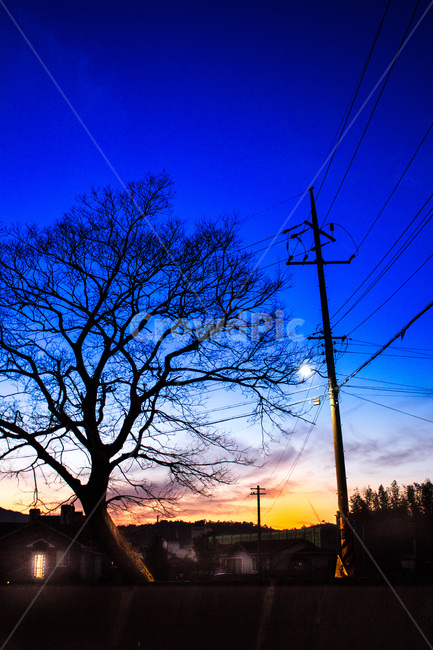 풍경,석양,저녁,나무,아름다움,그림자,해질녘,자연,풍경,nature,landscape