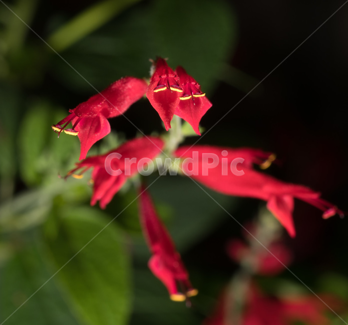 pineapplesage,파인애플세이지,꽃,식물,빨강,red,식물,자연,plants,nature,꽃,flower