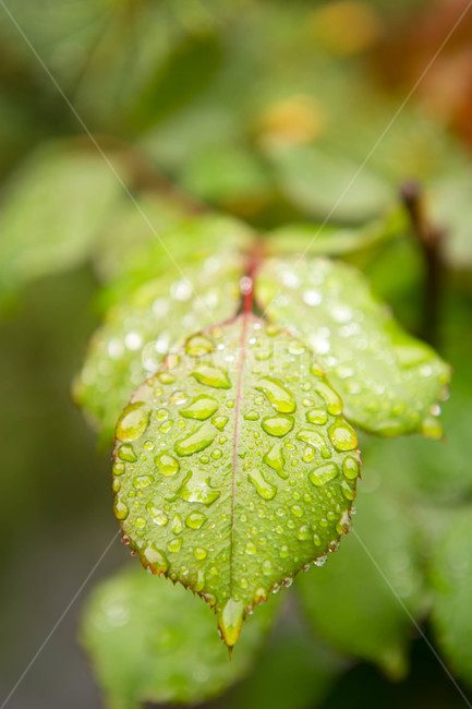 식물,flower,blossom,plant,leaf,tree,나무,단풍,야외,클로즈업,물방울,잎,꽃