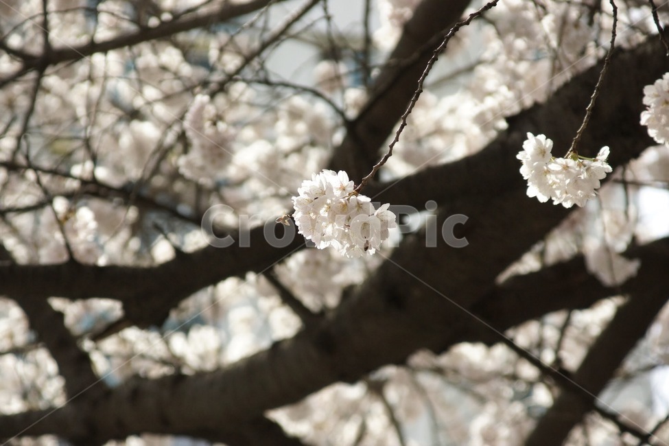 봄,벚꽃,사쿠라,자연,spring,봄,계절,spring,season,plant,식물,blossom,꽃,flower,cherry blossom