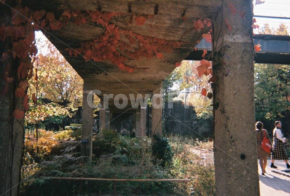 낙엽,그림자,다리,공원,필름,가을,계절,fall,autumn,season