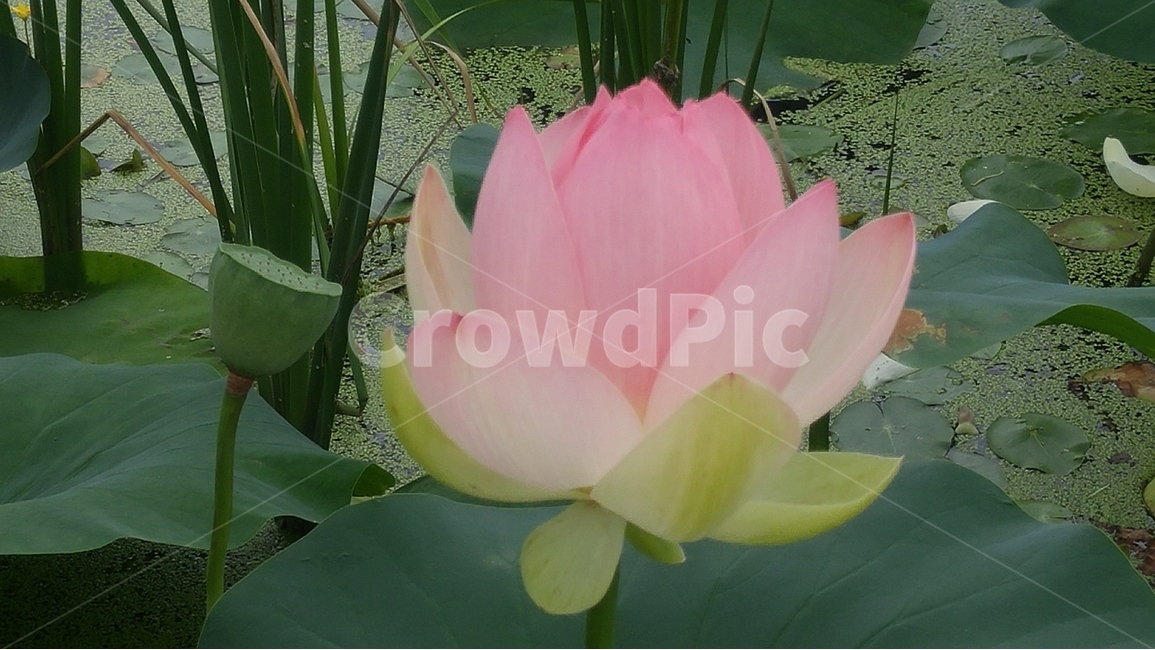 홍련,연꽃,연잎,꽃,꽃봉우리,여름,계절,식물,자연,plants,nature,꽃,flower