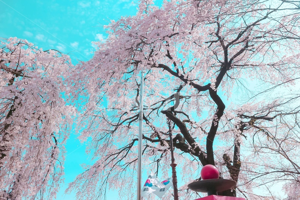 봄,벚꽃,꽃,풍경,계절,springseason,식물,자연,plants,nature,flower,나무,treeswood,하늘,구름,현충원,태극기