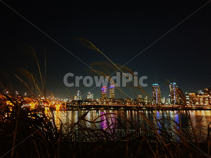 갈대,야경,한강,다리,도시,서울,reed,bridge,city,nightview,밤