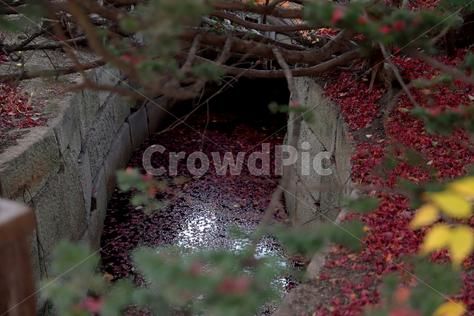 plant,식물,leaf,잎,나무,tree,가을,단풍,fall,maple,autumn,red,yellow