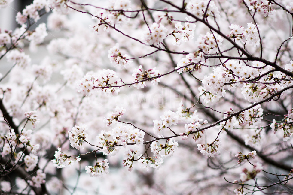 봄,벚꽃,벚나무,일본,사쿠라,꽃,흰색,계절,봄꽃,4월,season,spring,cherryblossom,sakura,flower,blossom,bloom,japan,봄,계절,spring,season,식물,자연,plants,nature,꽃,flower,plant