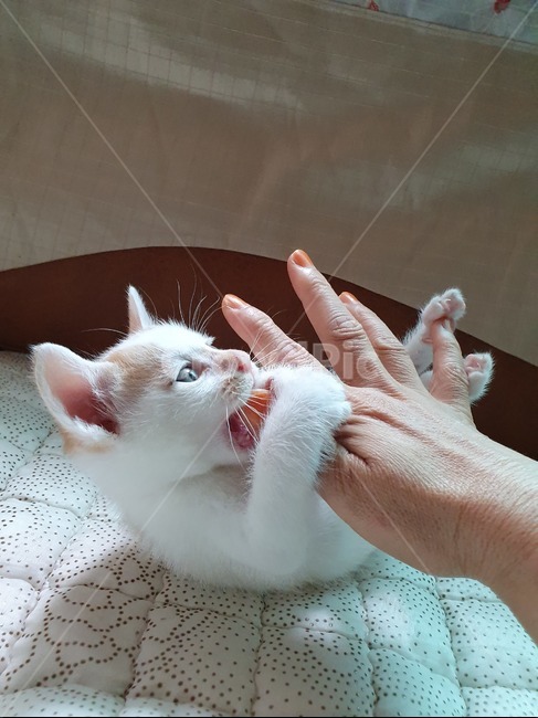 고양이,새끼고양이,길고양이,반려동물,집사