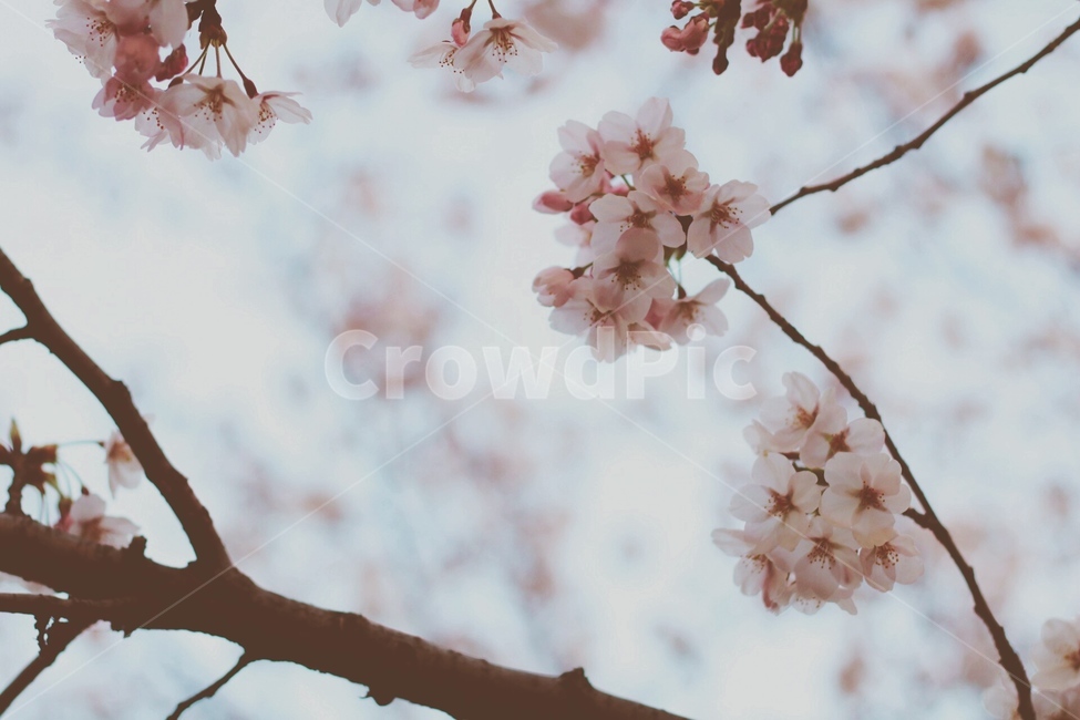벚꽃,봄,자연,꽃,벚꽃놀이,감성사진,배경화면,로맨틱,봄,계절,spring,season,식물,자연,plants,nature,꽃,flower,plant,blossom