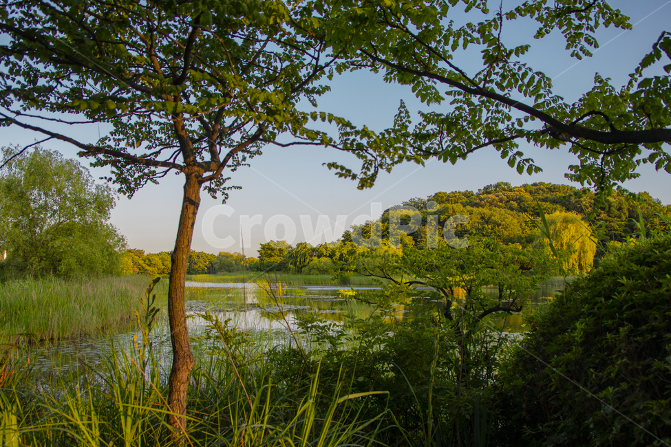 공원,호수,호수공원,숲,자연,하늘,파란,파랑,노을,일산,일산호수공원,나무,물,비,여름,열대우림,우림,갈때,자연,풍경,nature,landscape,water,outdoors,옥외,land,땅