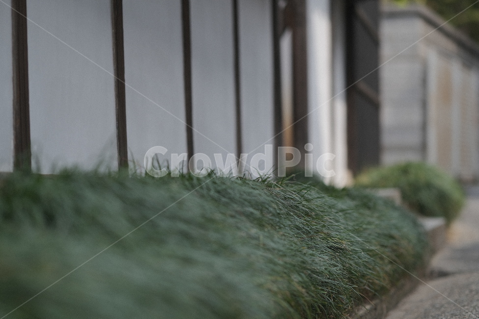 일본,japan,green,식물,풀,잡초,plant,식물,자연,plants,nature